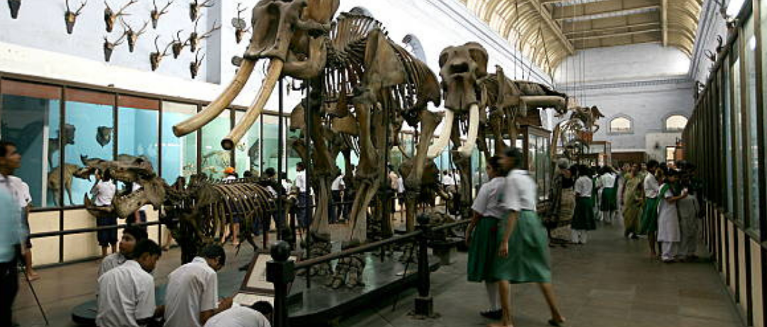 Group of students visiting the Mammal Gallery at the Indian Museum, Kolkata